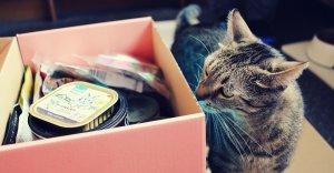 Kira rozbaluje: ZooRoyal Schatzkiste dárkový box pro kočky